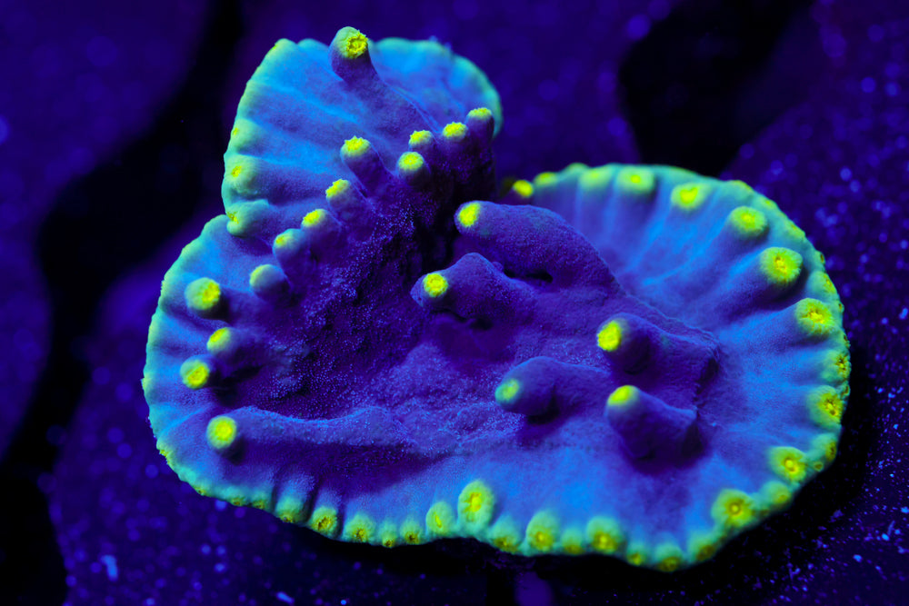 Plating Turbinaria 1