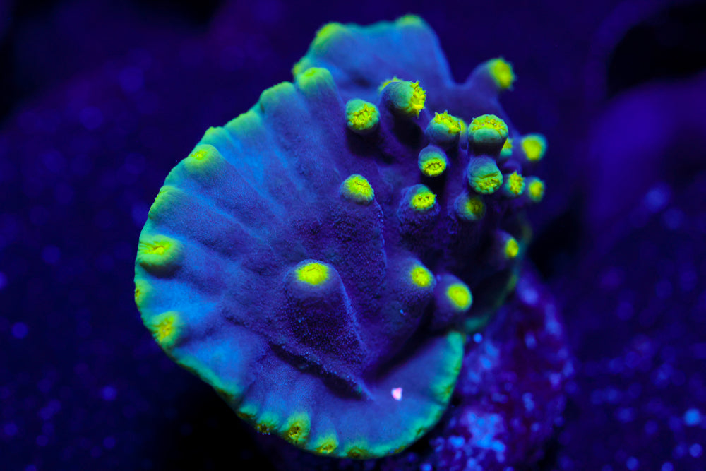 Plating Turbinaria 2