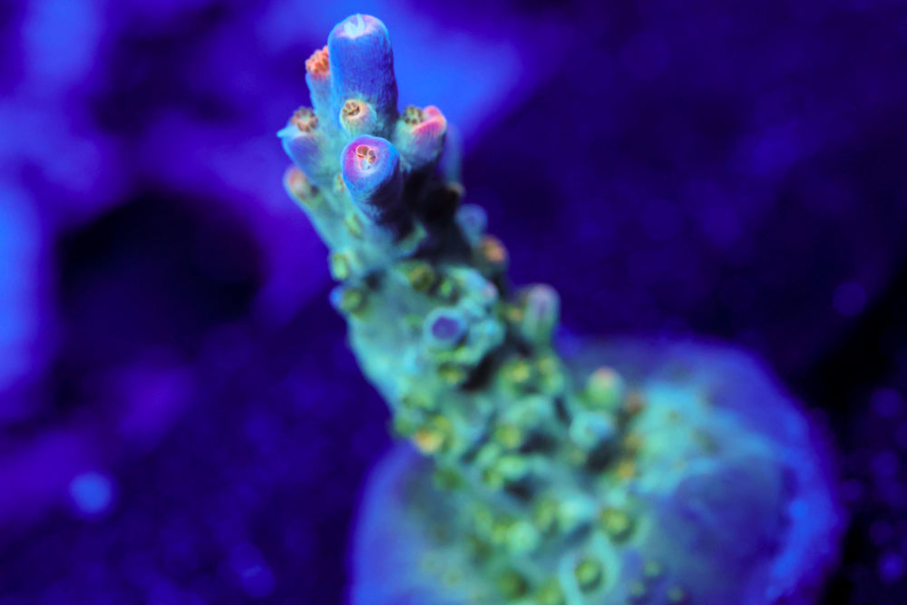 BC Bubblebath Unicorn Acro 1