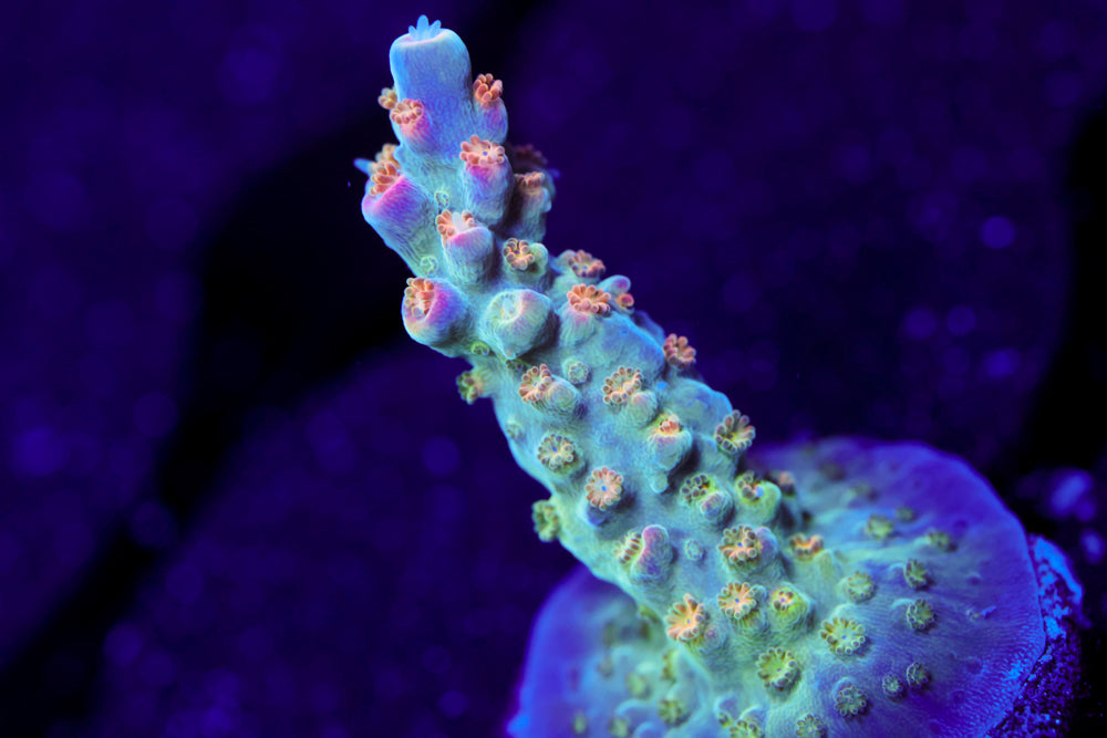 BC Bubblebath Unicorn Acro 2