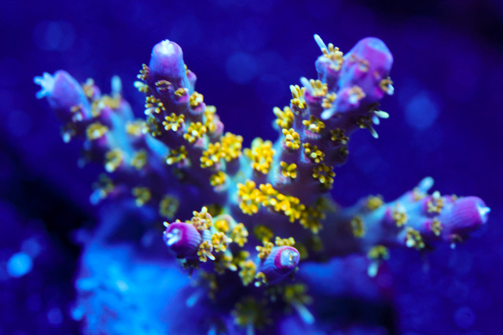 CV Golden God Acro 1