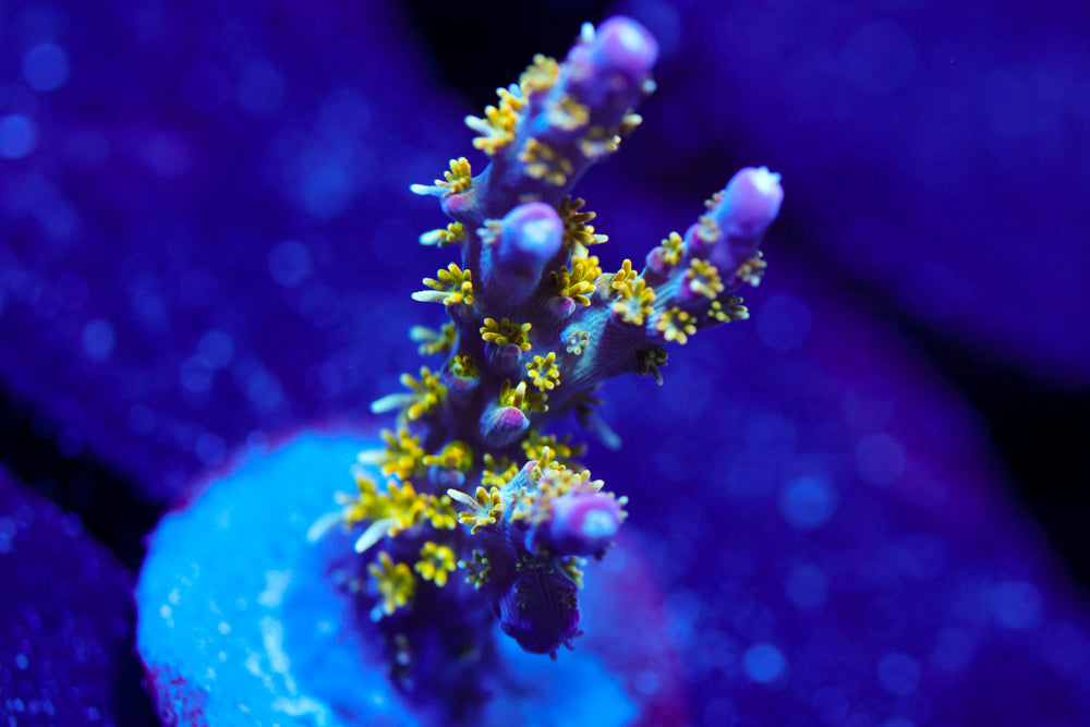 CV Golden God Acro 2