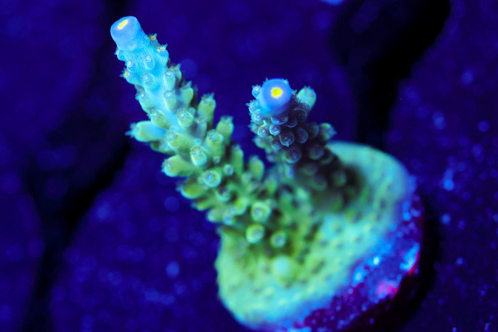 Tricolor Valida Acro 1