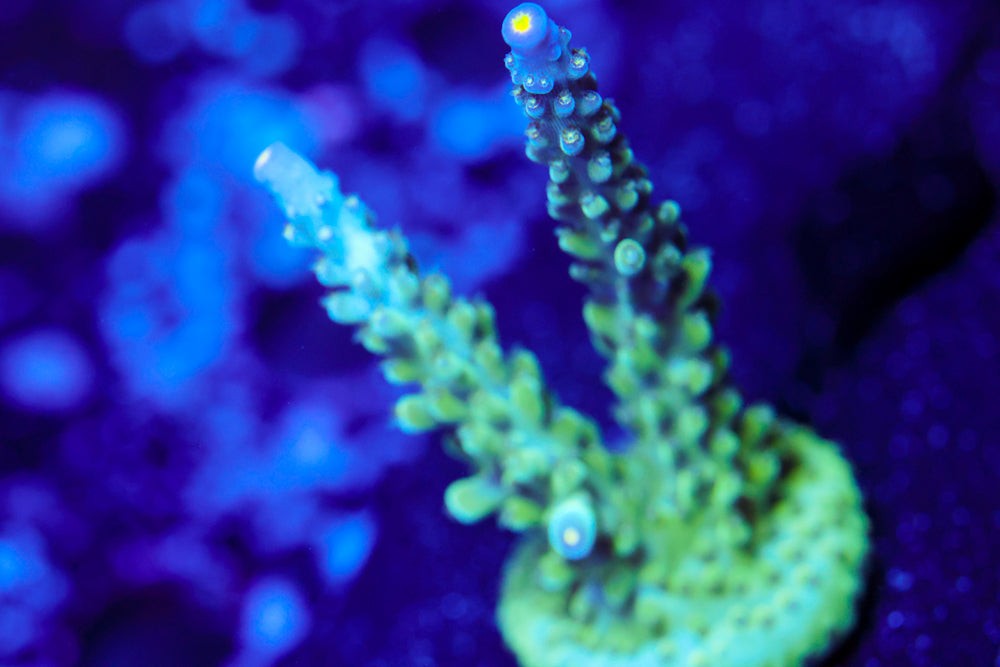 Tricolor Valida Acro 2