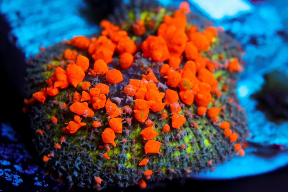 Sunkist Bounce Mushroom Large