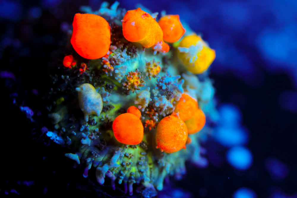 WWC OG Bounce Mushroom 1"