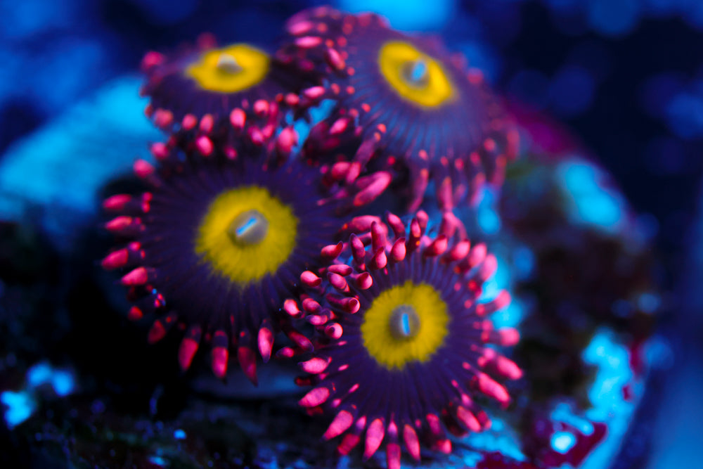 CB Omega Zoa