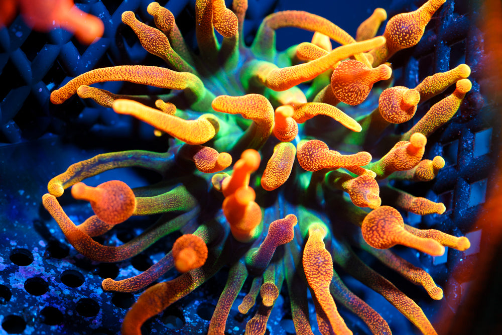 OG Chicago Sunburst Nem