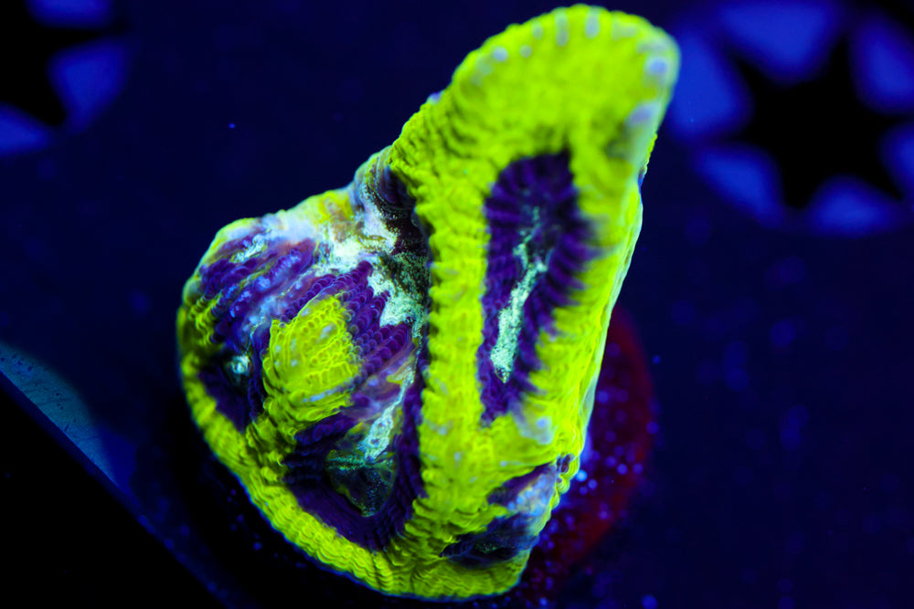 Court Jester Platygyra