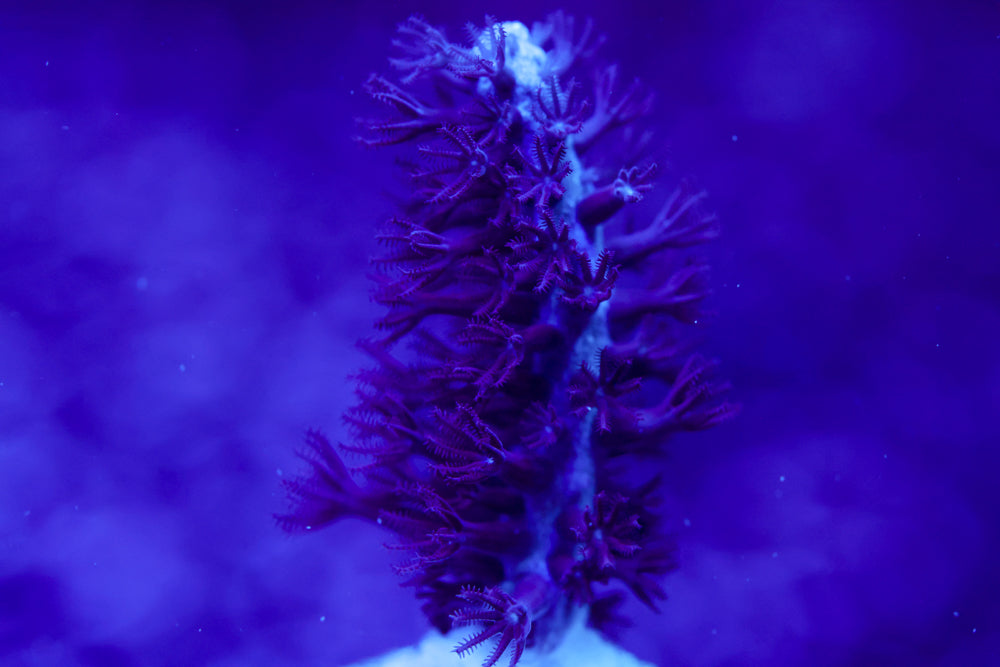 Purple Knobby Gorgonian (Photosynthetic)