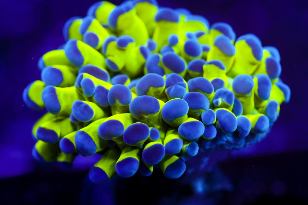 Purple Tip Green Branching Hammer