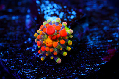 CV Animal Bean Bag Bounce Mushroom