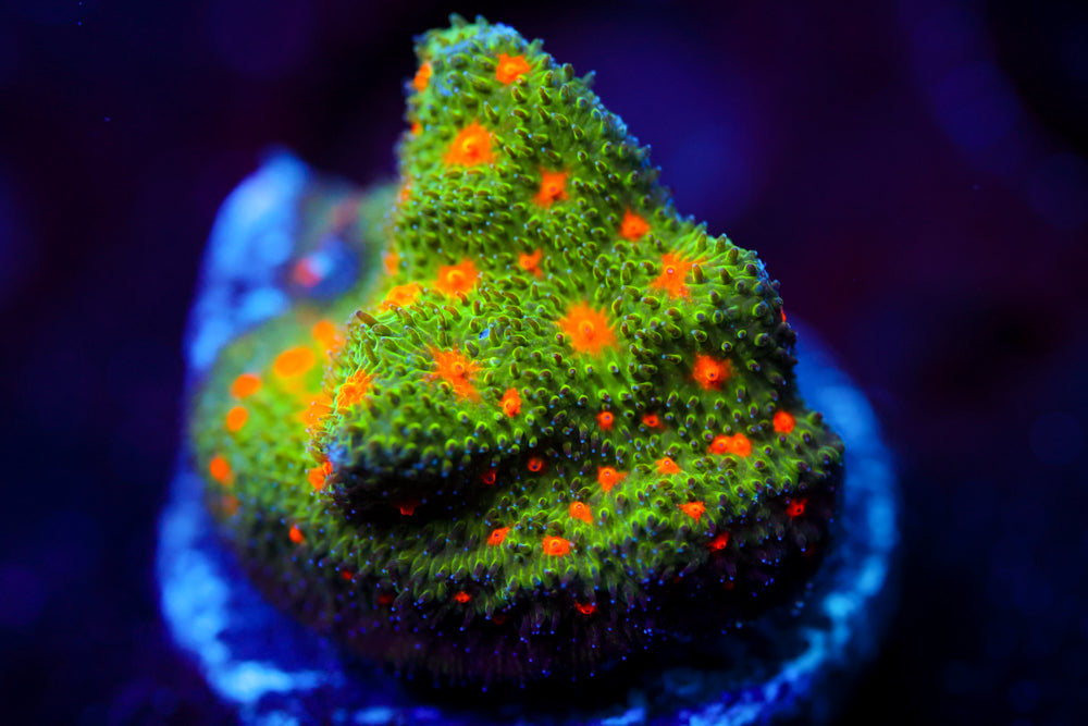 Autumn Harvest Psammocora