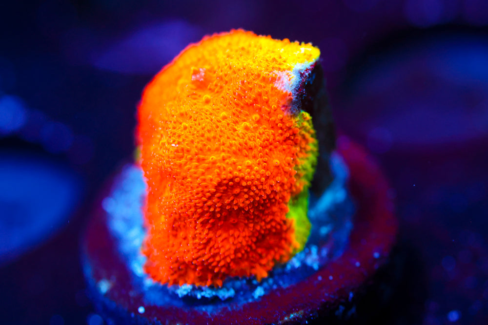 Neon Watermelon Psammocora