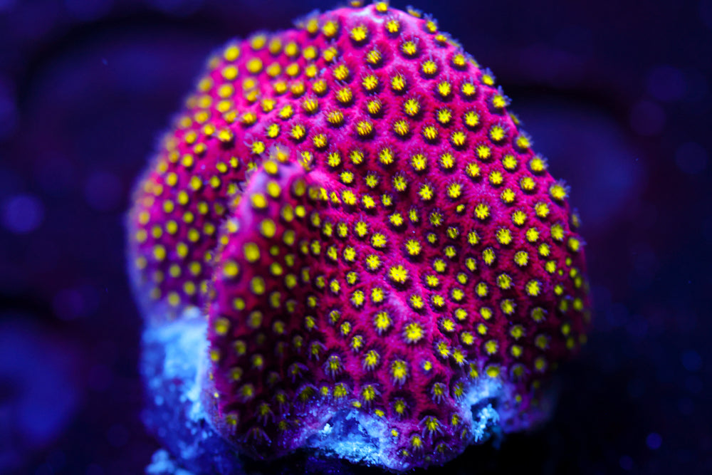 Electric Daisy Stylocoeniella