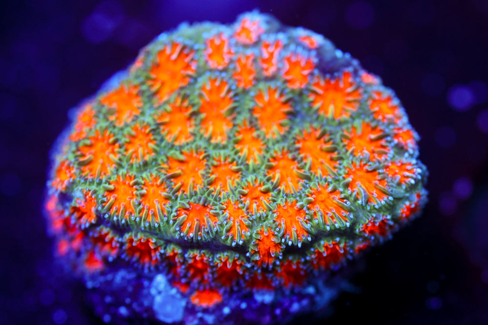 Ultra Feilds Leptastrea