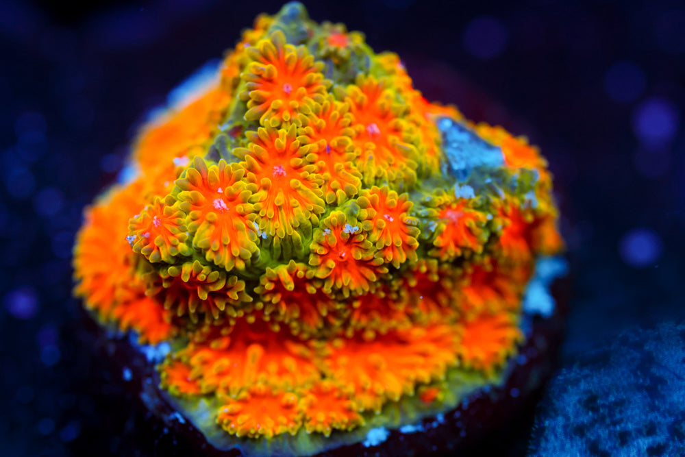 John Deere Leptastrea