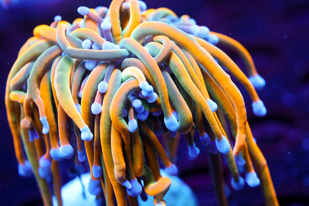 CV Dragon Tamer Torch