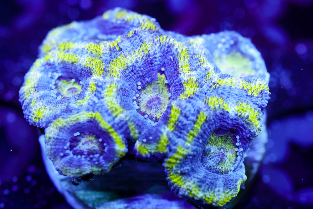 Green Alien Acan