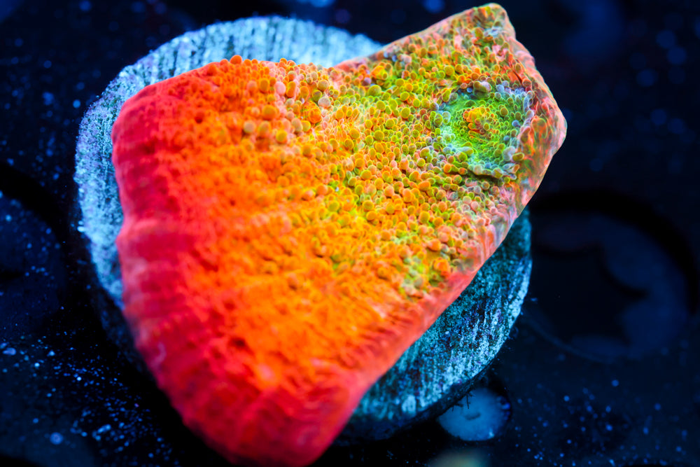 ARC Ludicrous Chalice