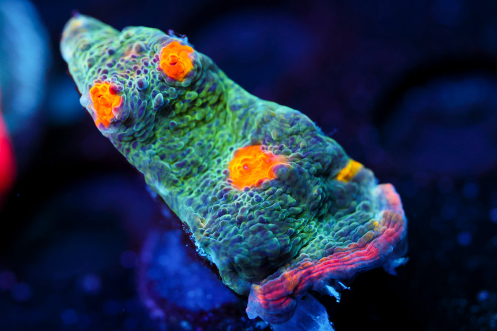 Rainbow Jewel Chalice (SUPER AWESOME RARE)