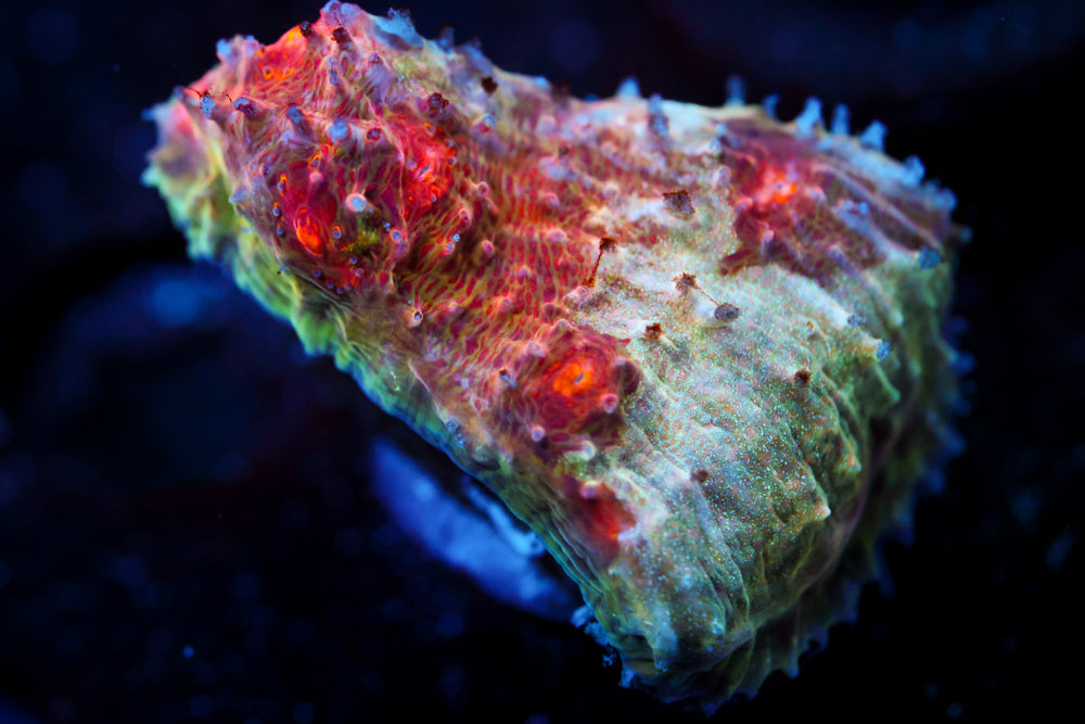 CV Deep Dish Chalice