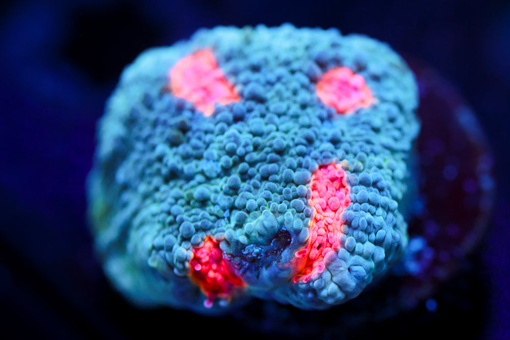 Miami Hurricane Chalice