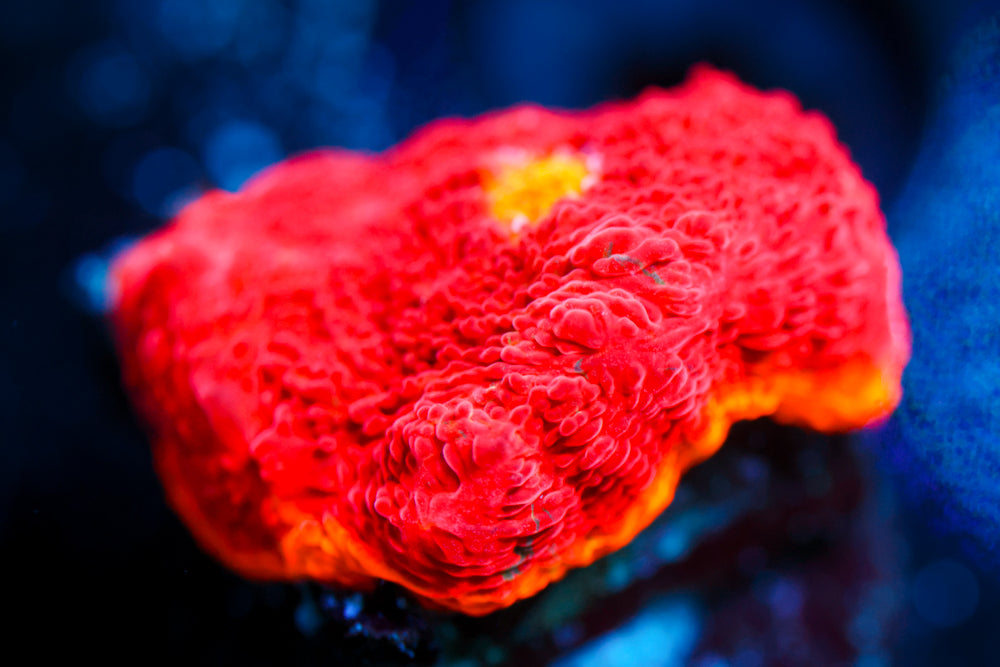 CB Flaming Bugatti Chalice