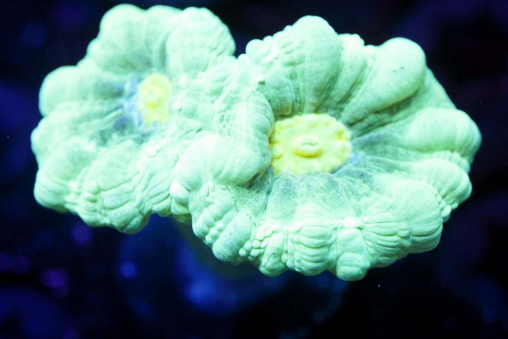 Teal Candy Cane Coral