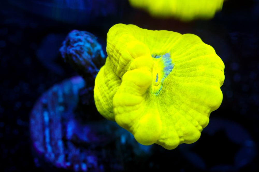 Kryptonite Candy Cane