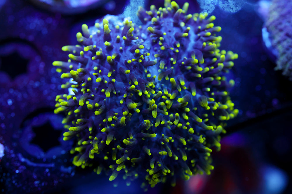 Green Hairy Mushroom