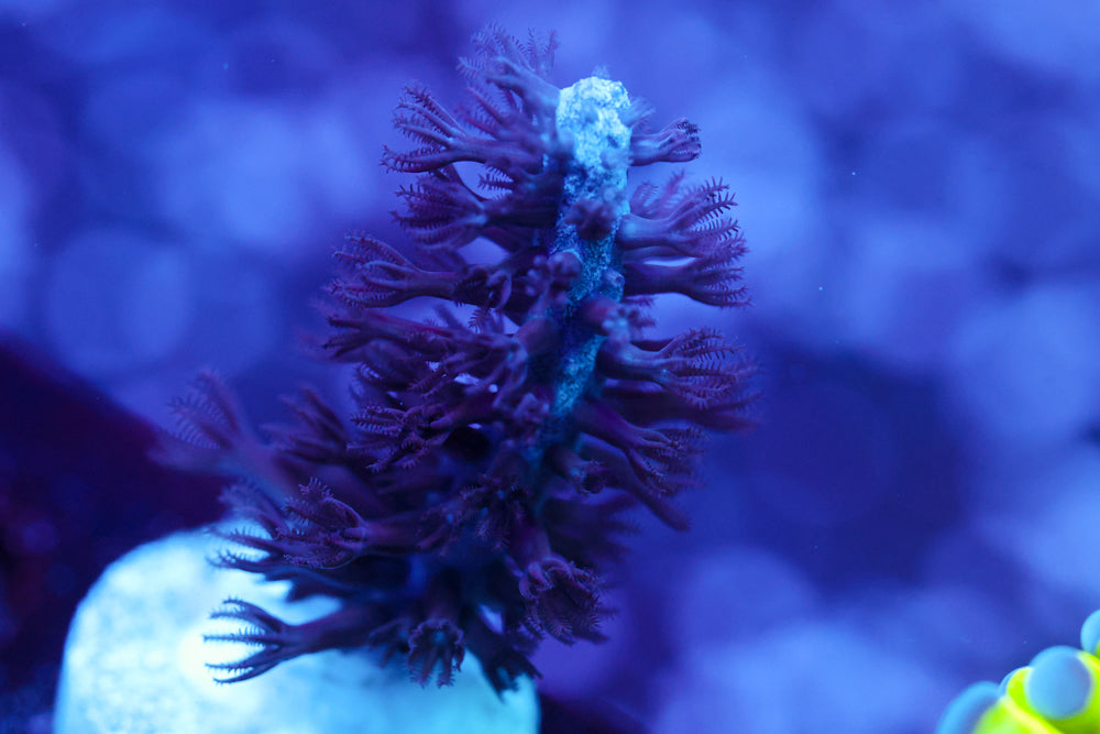 Purple Knobby Gorgoanian (Photosynthetic)