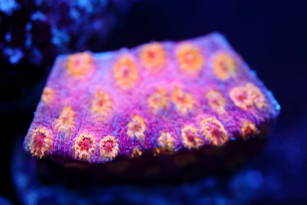 Copperhead Cyphastrea