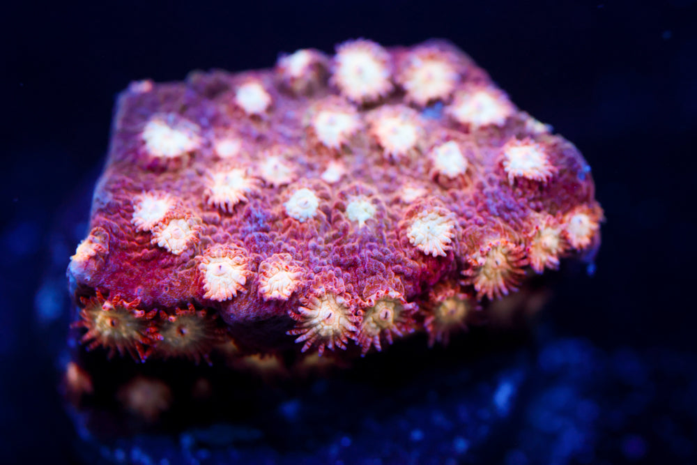 Marvel Cyphastrea