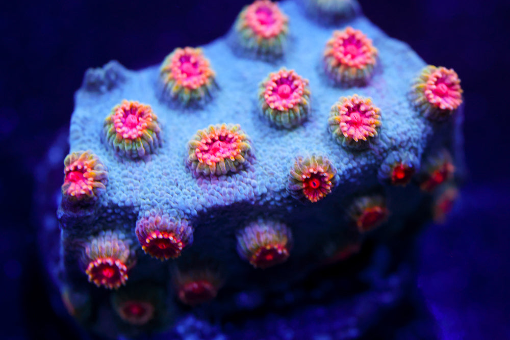 Firestorm Cyphastrea