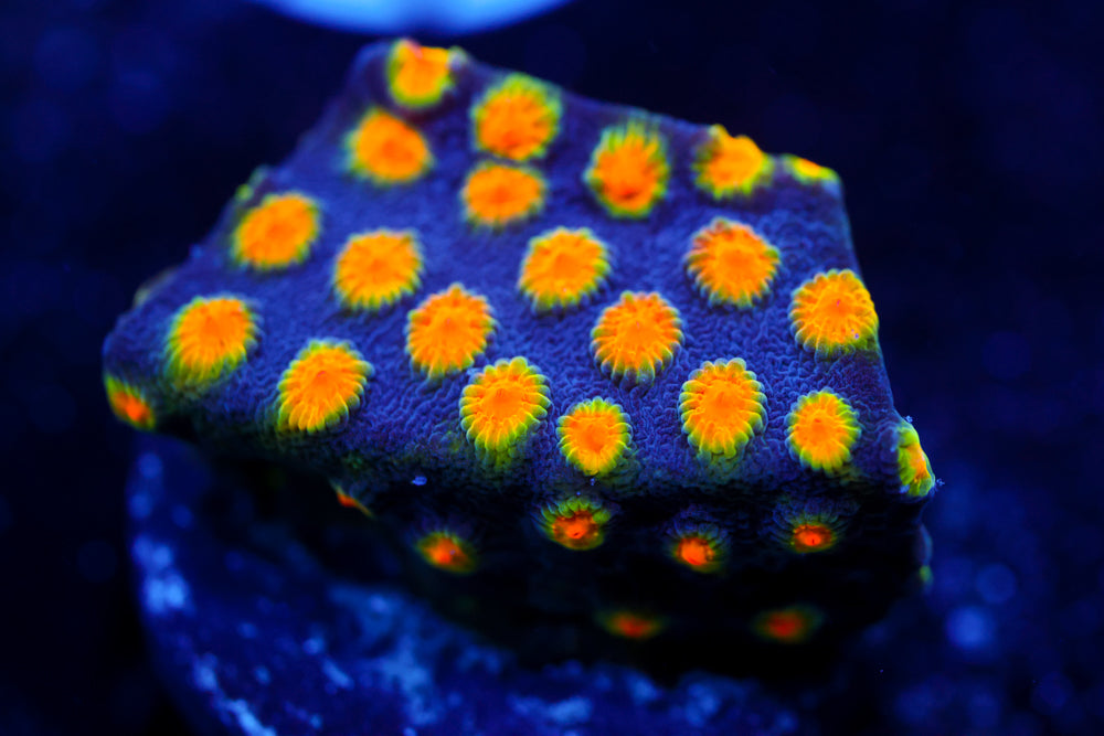 Buzz Lightyear Cyphastrea