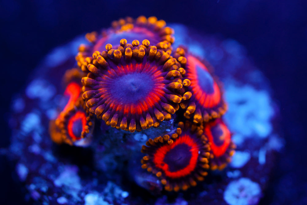 Golden Eye Zoa