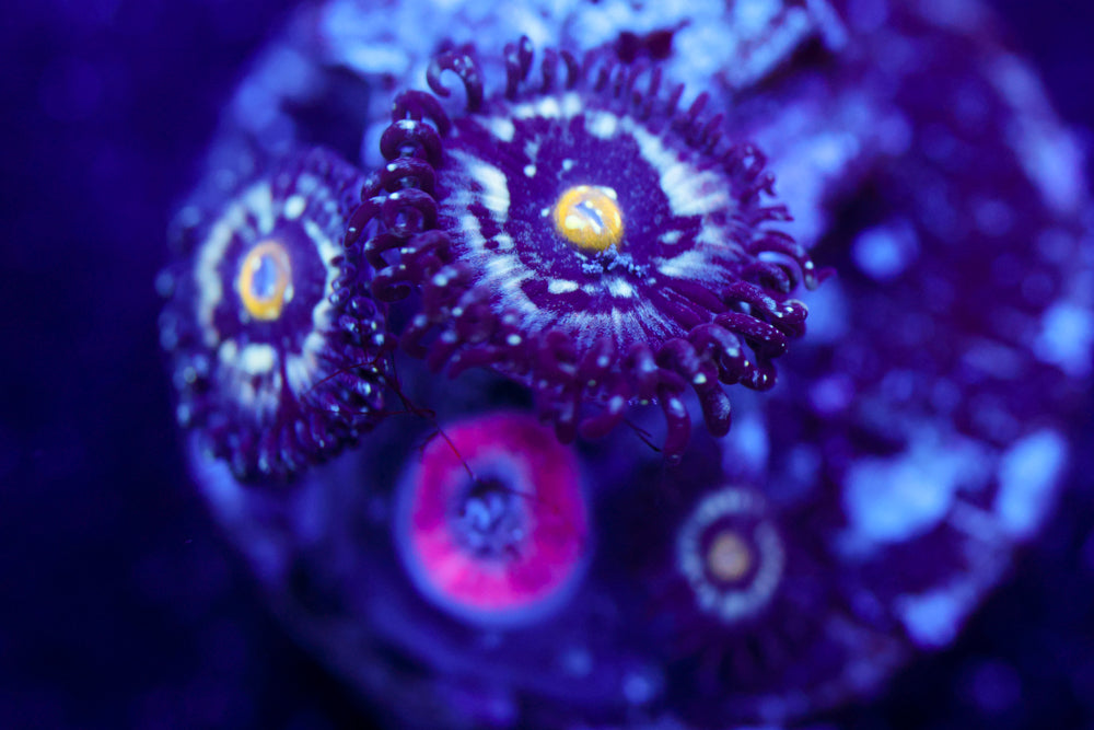 Blue Lagoon Zoa