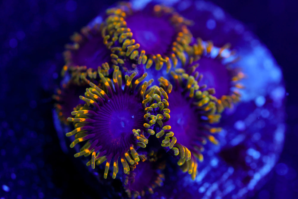 Joker Hornet Zoa