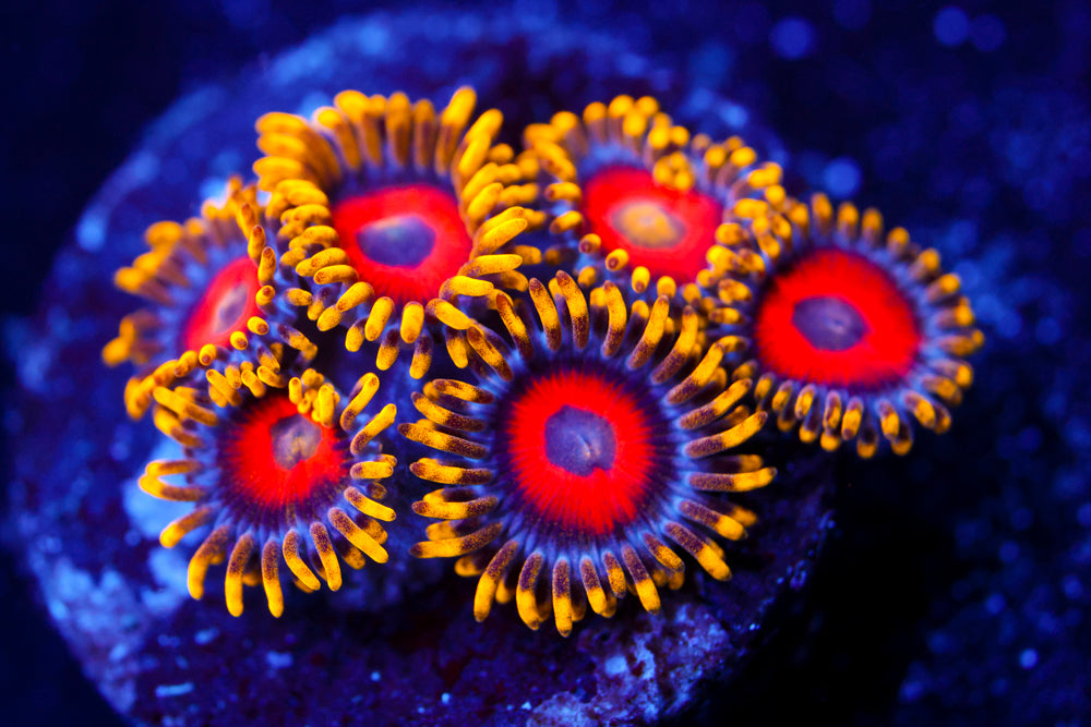 Eagle Eyes Zoa