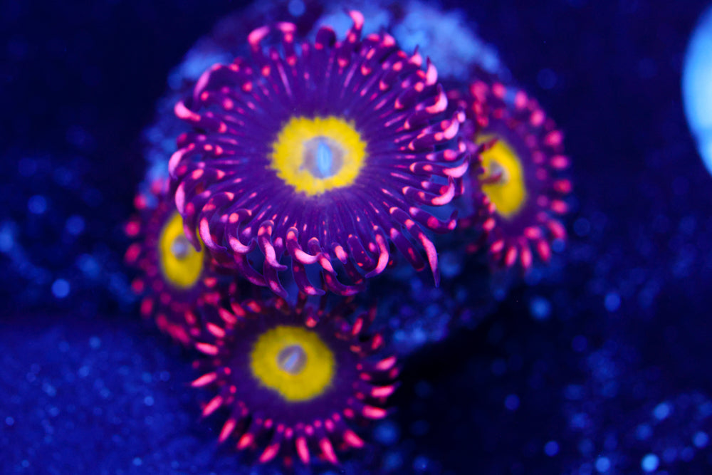 CB Omega Zoa