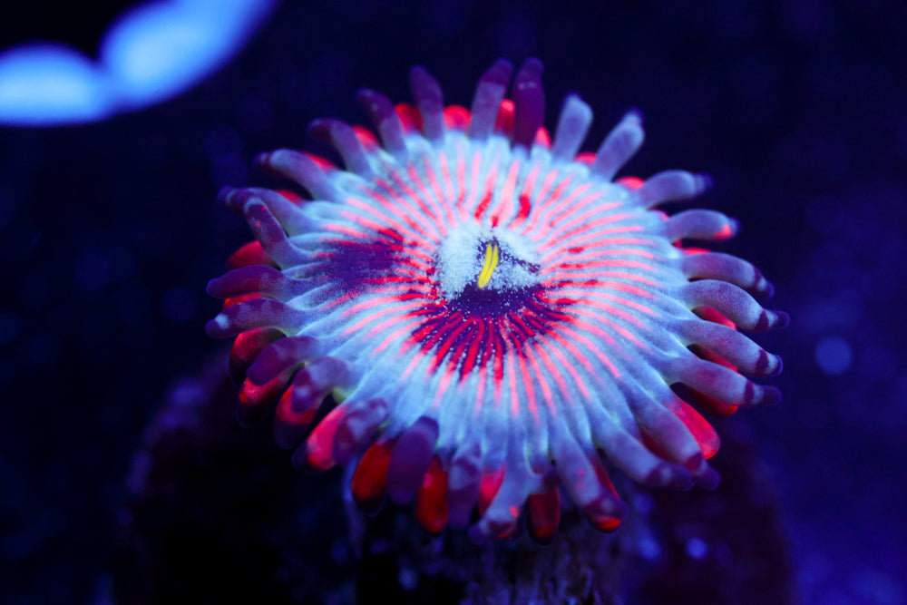White Zombie Zoa