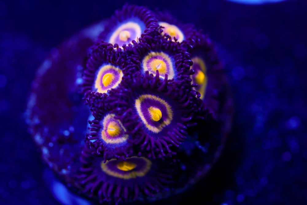 UC Shape Shifter Zoa (Collector)