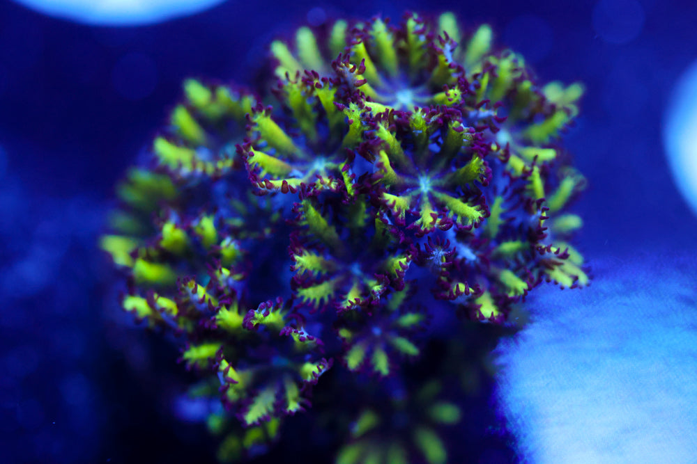 Blue Green Sympodium