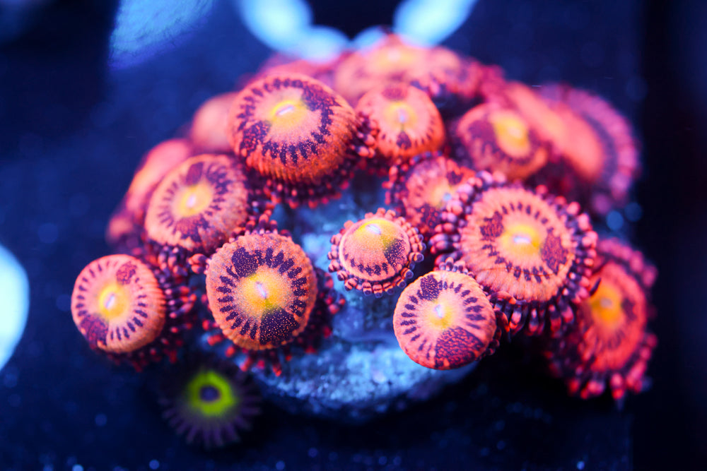 JF Crybaby Zoa