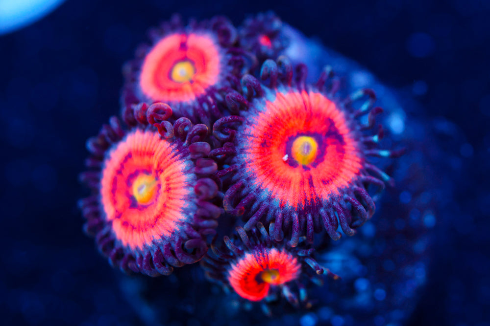 Gobstopper Zoa