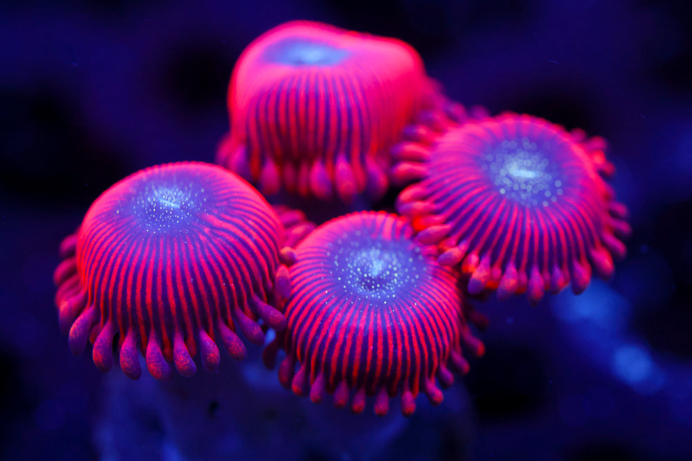 Redds Zoa