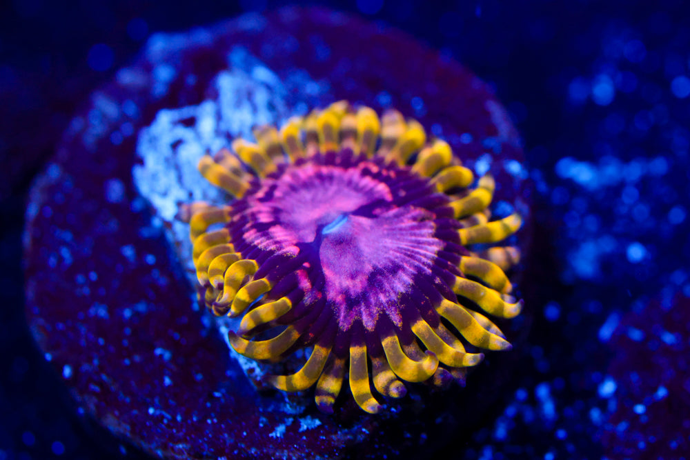 Purple Monster Zoa