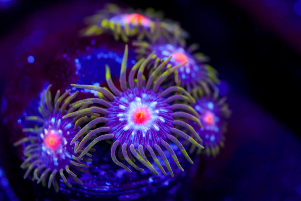 JF Stargazer Zoa