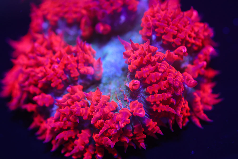 Red Rockflower Anemone